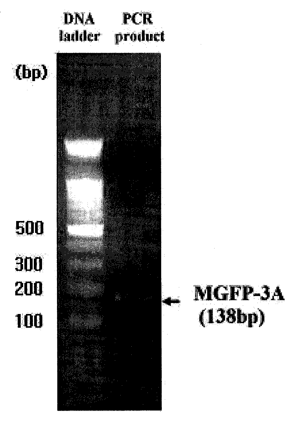 Mussel bioadhesive