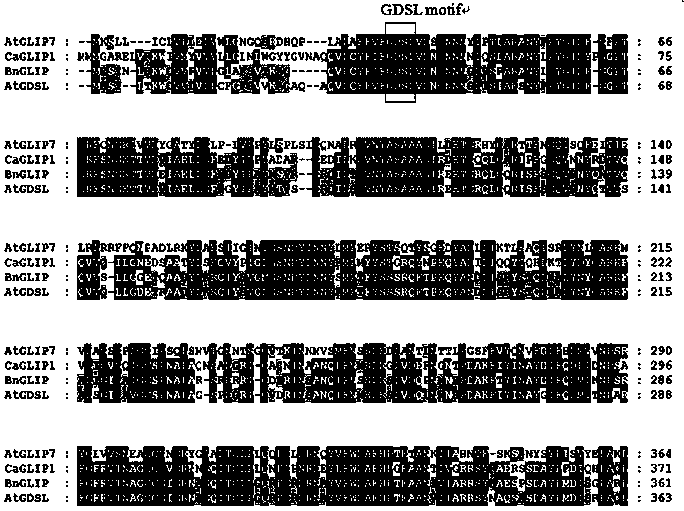 Application of Arabidopsis atgdsl Gene in Rapeseed Against Sclerotinia and Promoting Seed Germination