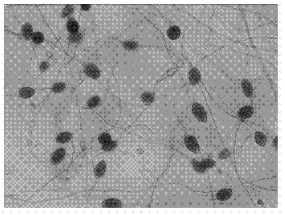 Method of inducing phytophthora nicotianae breda de haan bacteria to generate sporangiums and release zoospores