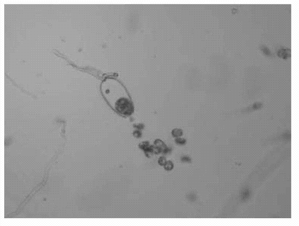 Method of inducing phytophthora nicotianae breda de haan bacteria to generate sporangiums and release zoospores