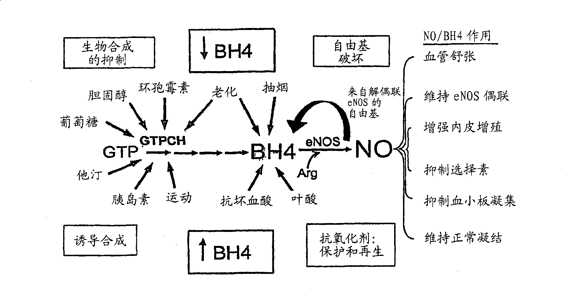 Methods and compositions for the treatment of vascular disease