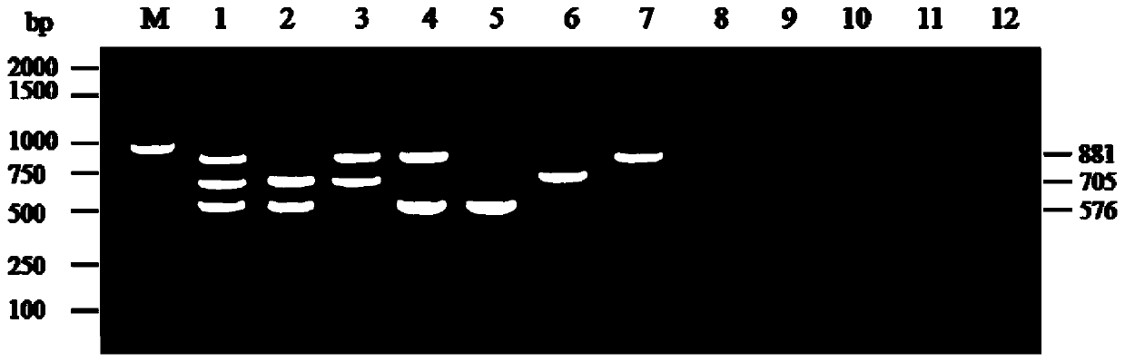 One-step triple RT-PCR detection primer for distinguishing CHUV, BCV and DAV and kit thereof