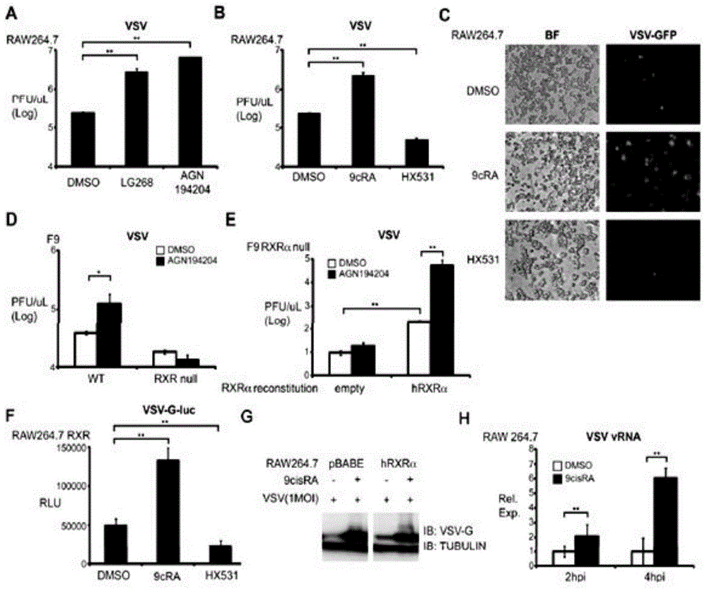 Application of RXR to construction of vesicular stomatitis virus tolerant model