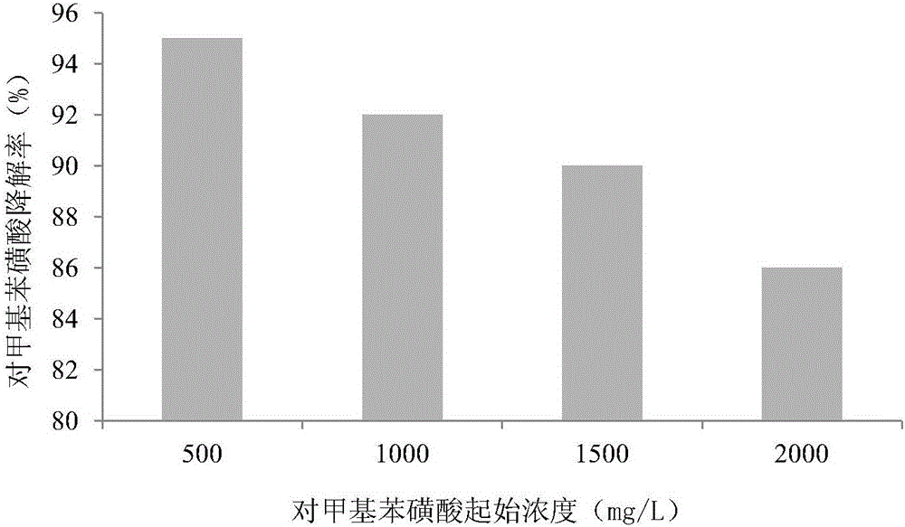 Rhodococcus ruber PTA-2, immobilization and applications thereof