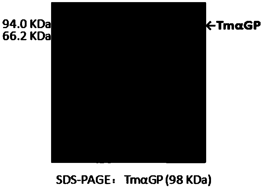 Biosynthesis method of uridine diphosphate glucose and uridine diphosphate glucuronic acid