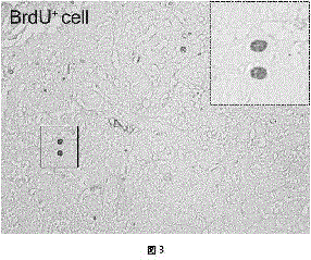 In-vitro liver culture method