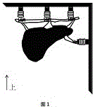 In-vitro liver culture method