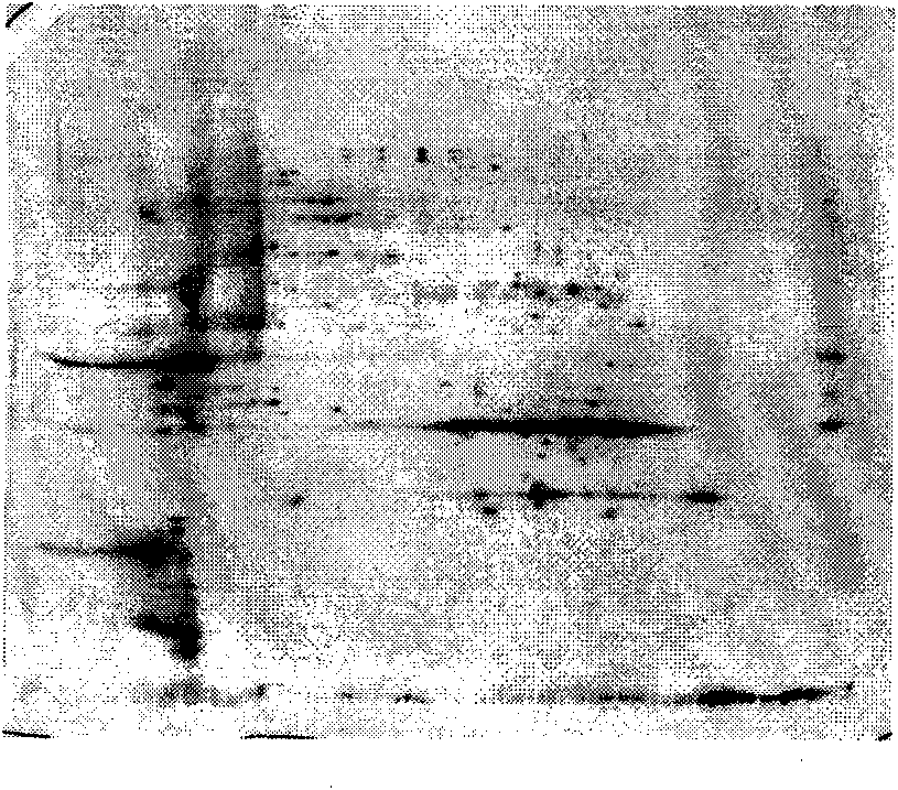 Differential expression protein standard used for detecting uranium pollution and application thereof