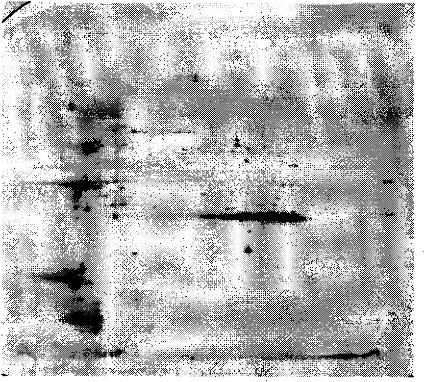 Differential expression protein standard used for detecting uranium pollution and application thereof