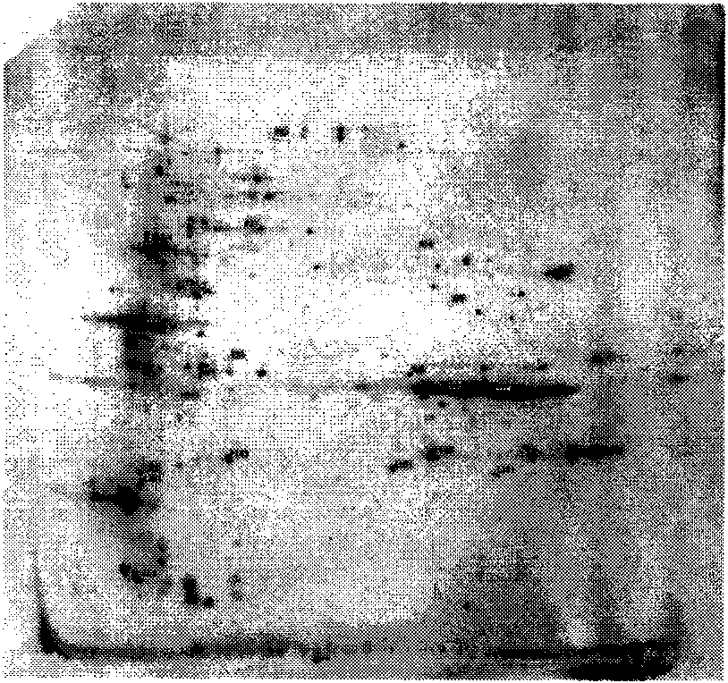 Differential expression protein standard used for detecting uranium pollution and application thereof