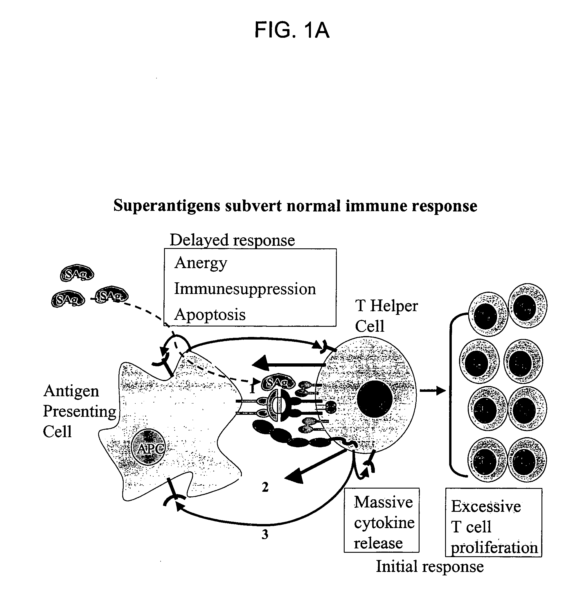 Structure-based receptor MIMICS targeted against bacterial superantigen toxins