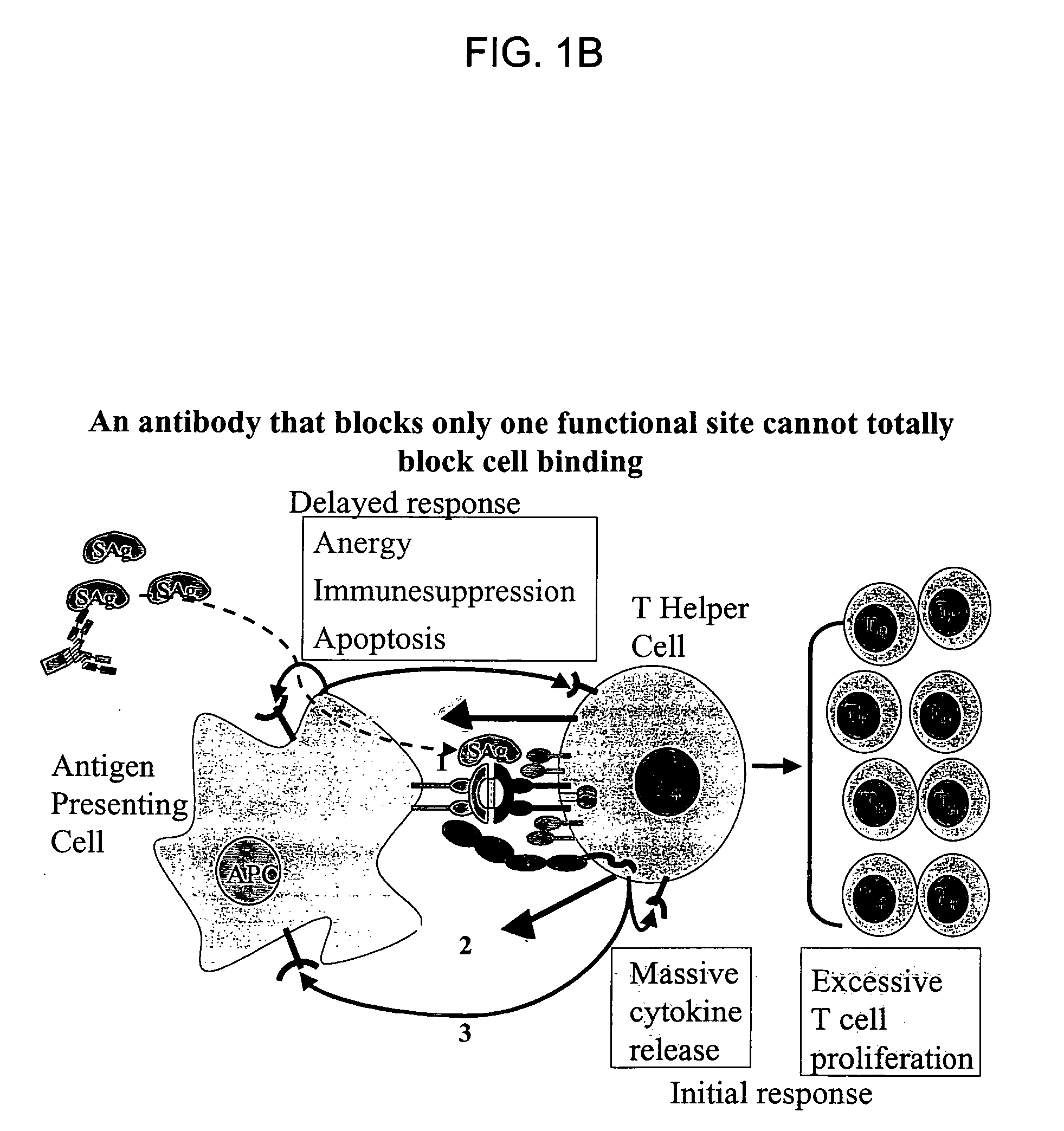 Structure-based receptor MIMICS targeted against bacterial superantigen toxins