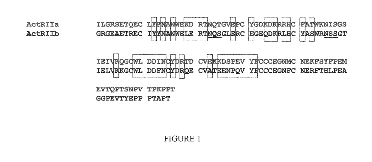 Methods for treating ulcers in thalassemia syndrome with an ActRIIB polypeptide