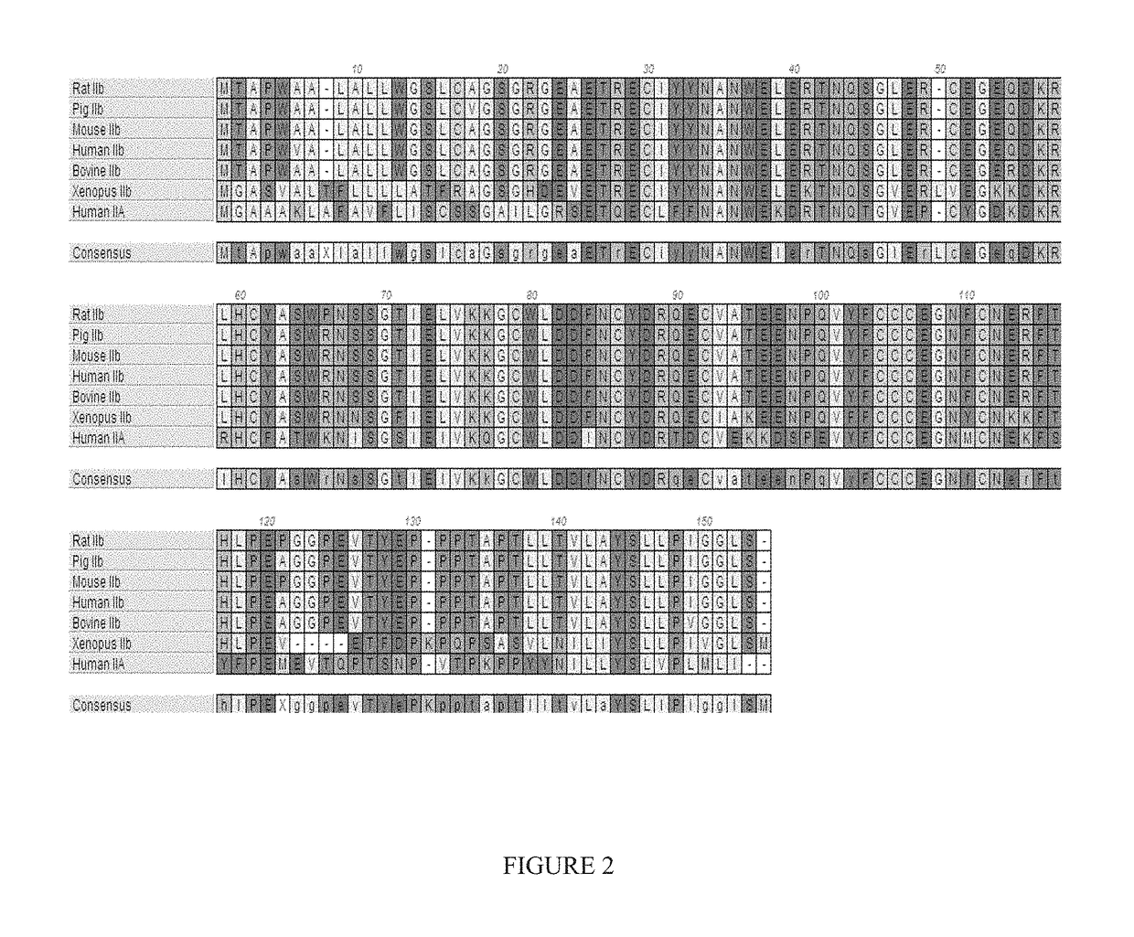 Methods for treating ulcers in thalassemia syndrome with an ActRIIB polypeptide