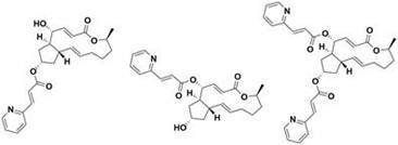 Macrolide brefeldin A ester derivative and application thereof