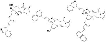 Macrolide brefeldin A ester derivative and application thereof