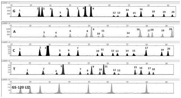 Forensic medicine composite detection reagent kit based on 20 triallelic SNP genetic markers and detection method