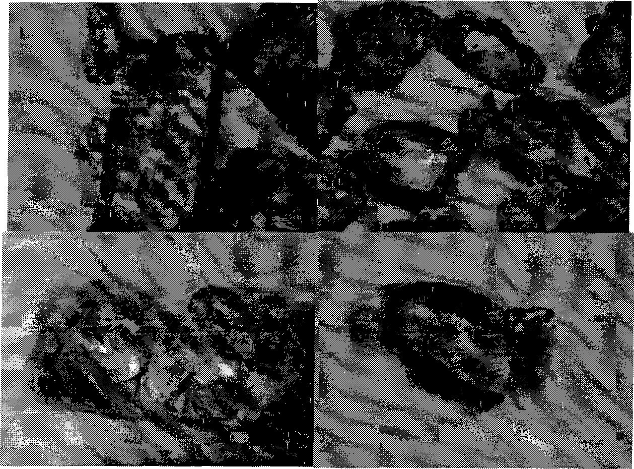 Method for producing crystal maltose alcohol