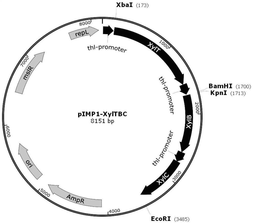 Recombinant clostridium acetobutylicum for efficiently converting straw biomass carbon source as well as construction method and application of recombinant clostridium acetobutylicum