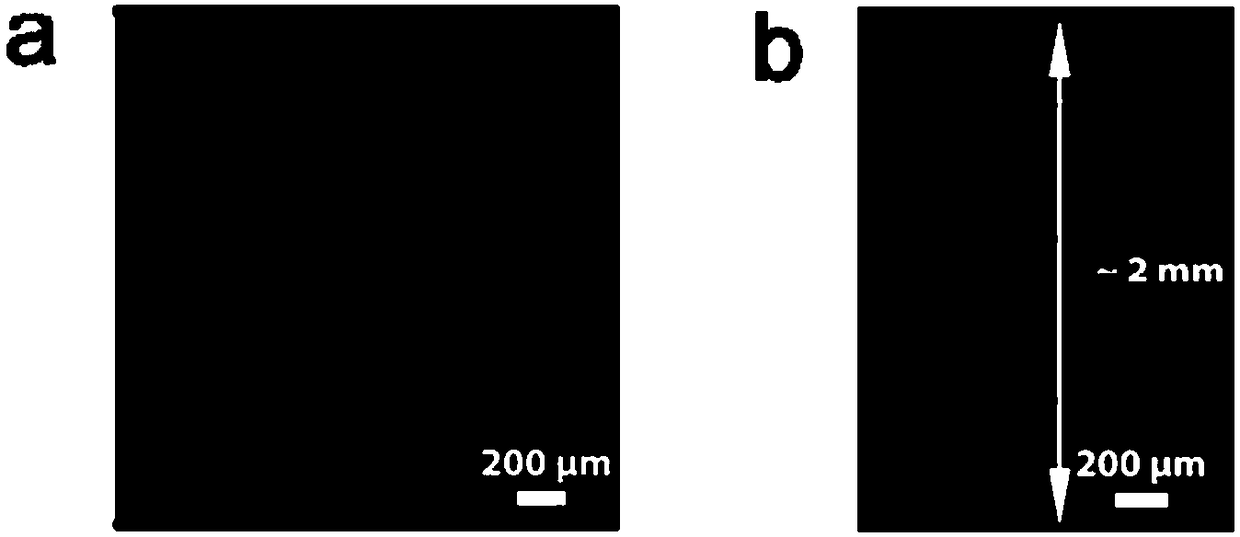 Two-dimensional bismuth oxygen selenium atom crystal materials and preparation method and application thereof