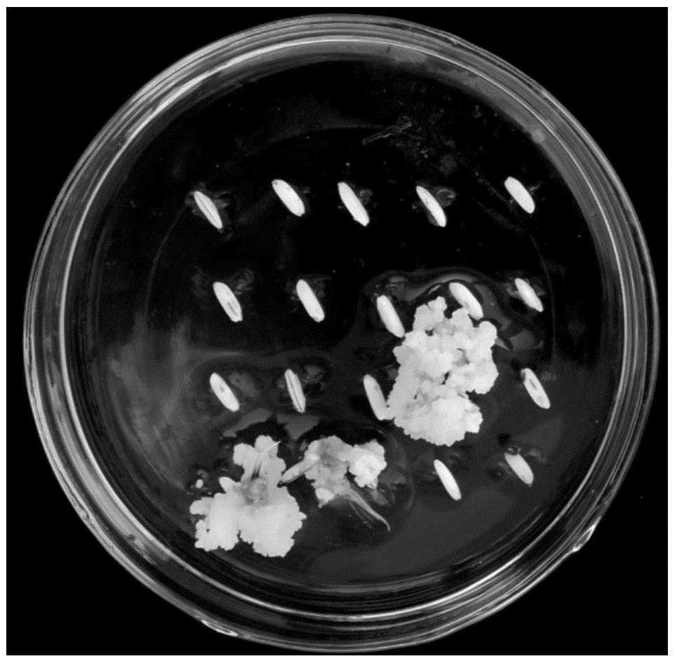 Induction medium of selfing line embryonic callus of Southeast Asia common wild rice