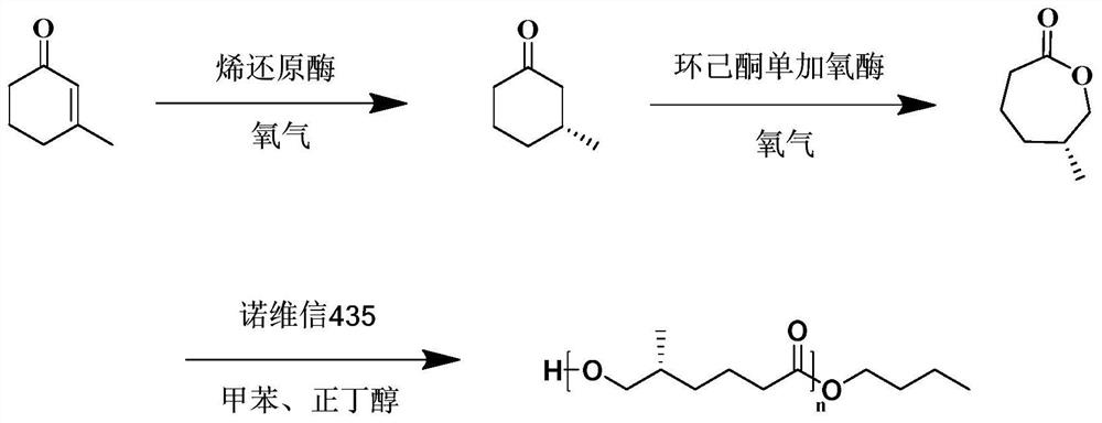 Method for synthesizing poly-(R)-5-methyl-epsilon-caprolactone through three-enzyme catalysis by using microchannel reaction device