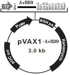 Chicken defensin 9 gene expression vector and preparation method and use thereof