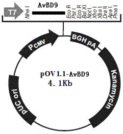 Chicken defensin 9 gene expression vector and preparation method and use thereof