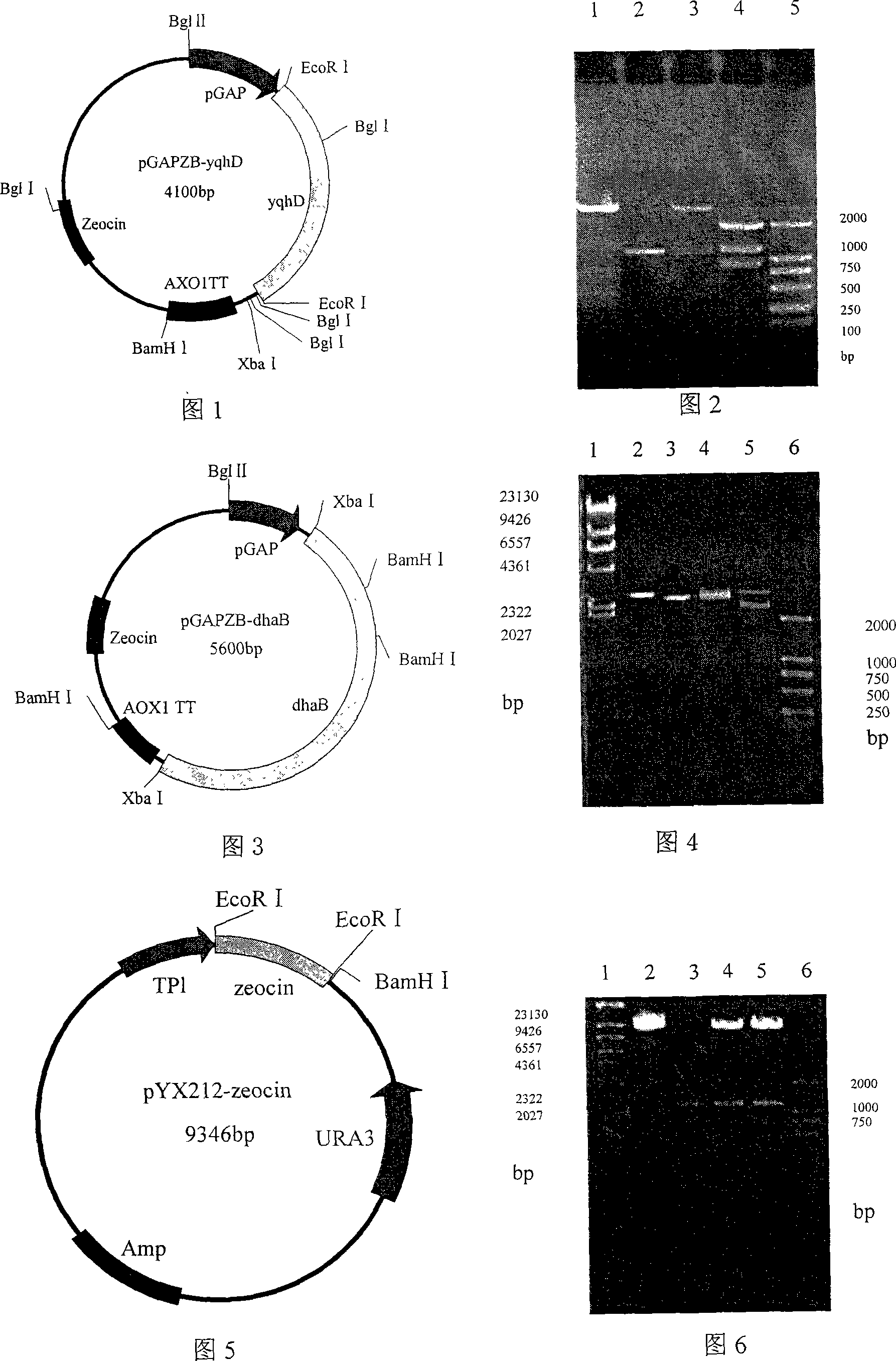 Construction method for producing 1,3-trimethylene glycol regrouping saccharomyces cerevisiae with glucose as substrate