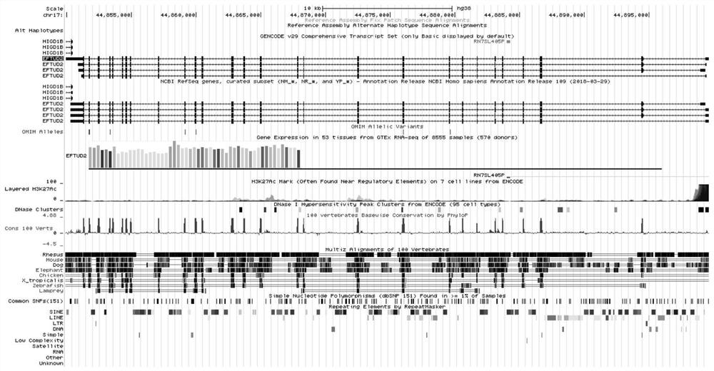 Method for identification of transcriptional activity of eftud2 promoter