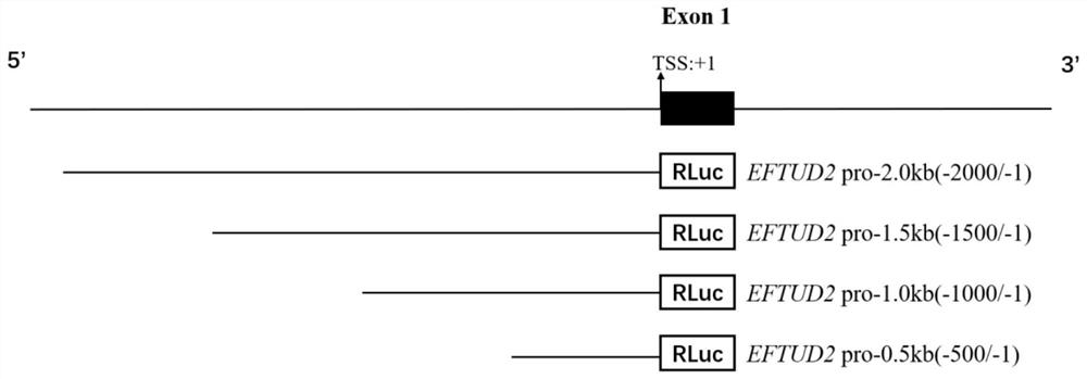 Method for identification of transcriptional activity of eftud2 promoter