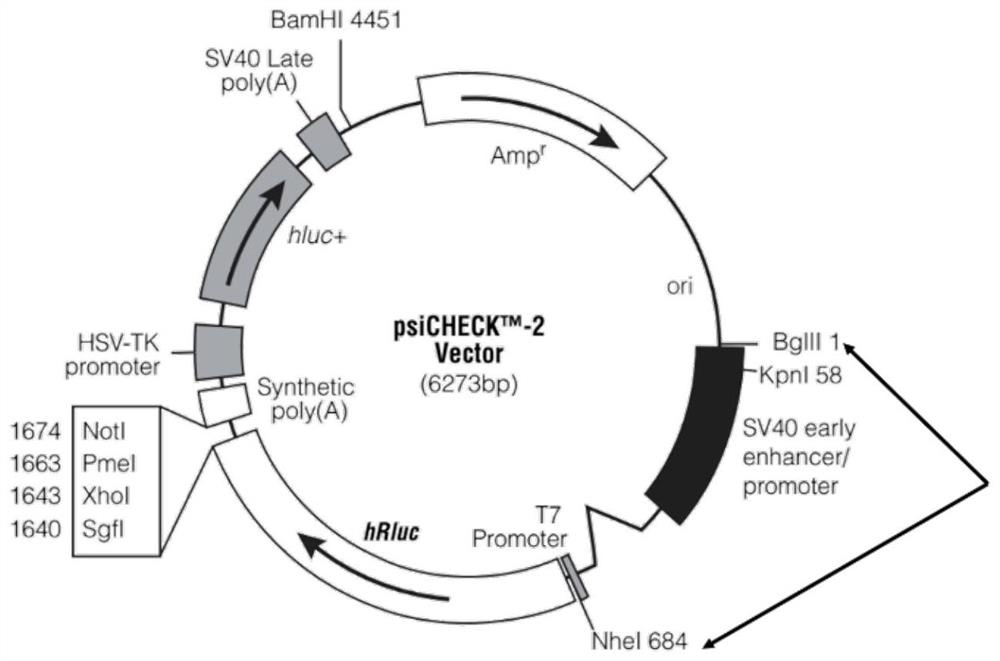 Method for identification of transcriptional activity of eftud2 promoter