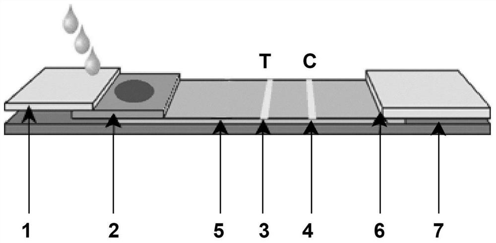 Immunochromatographic test paper for rapid combined diagnosis of neocoronavirus, influenza A and influenza B and preparation method thereof