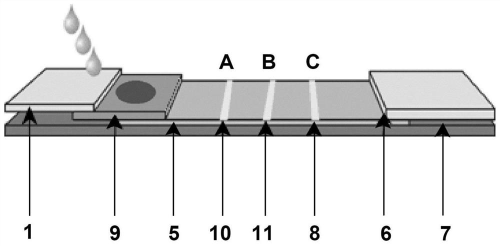 Immunochromatographic test paper for rapid combined diagnosis of neocoronavirus, influenza A and influenza B and preparation method thereof