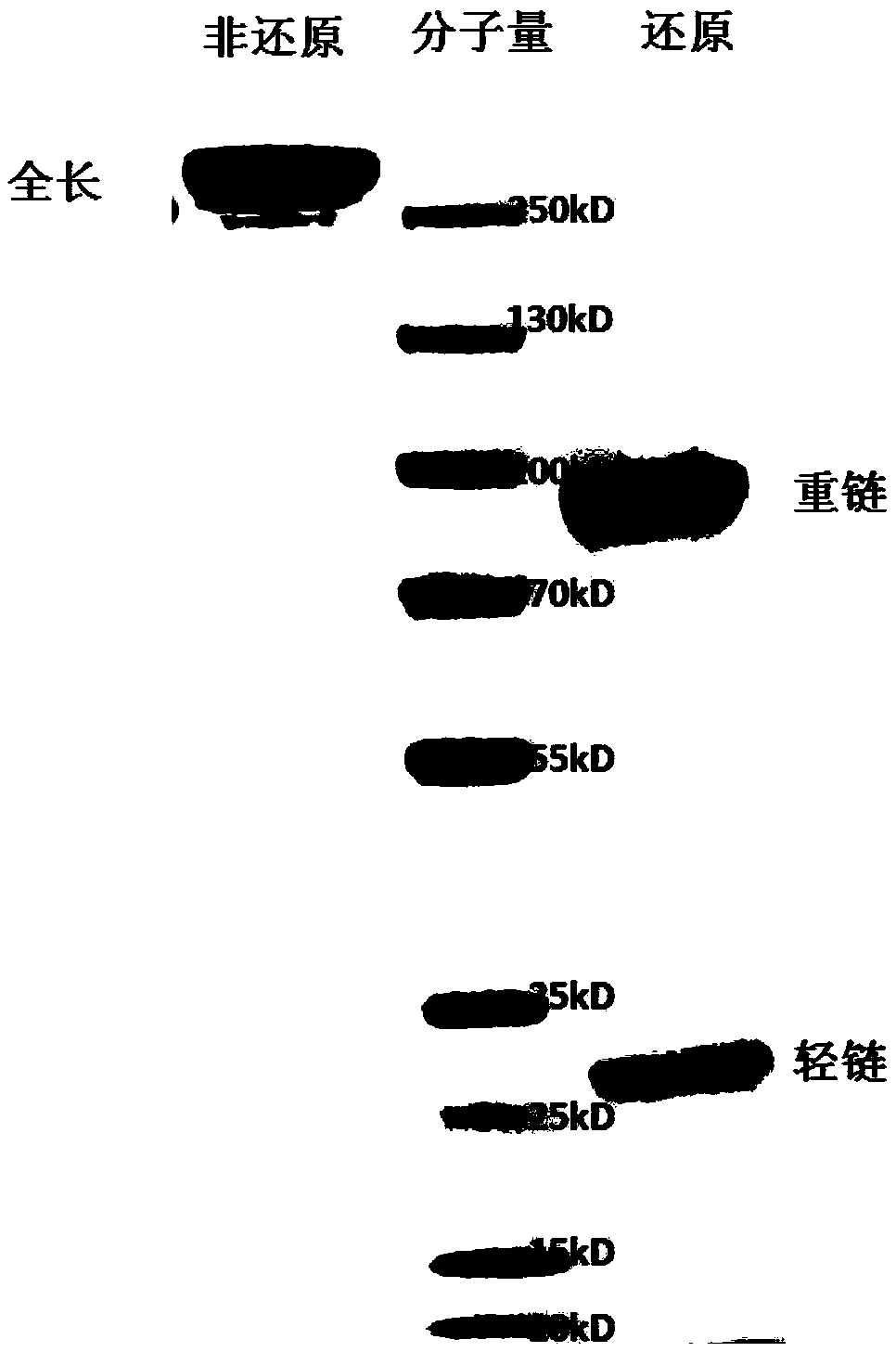 Anti-EGFR/PD-1 bispecific antibody