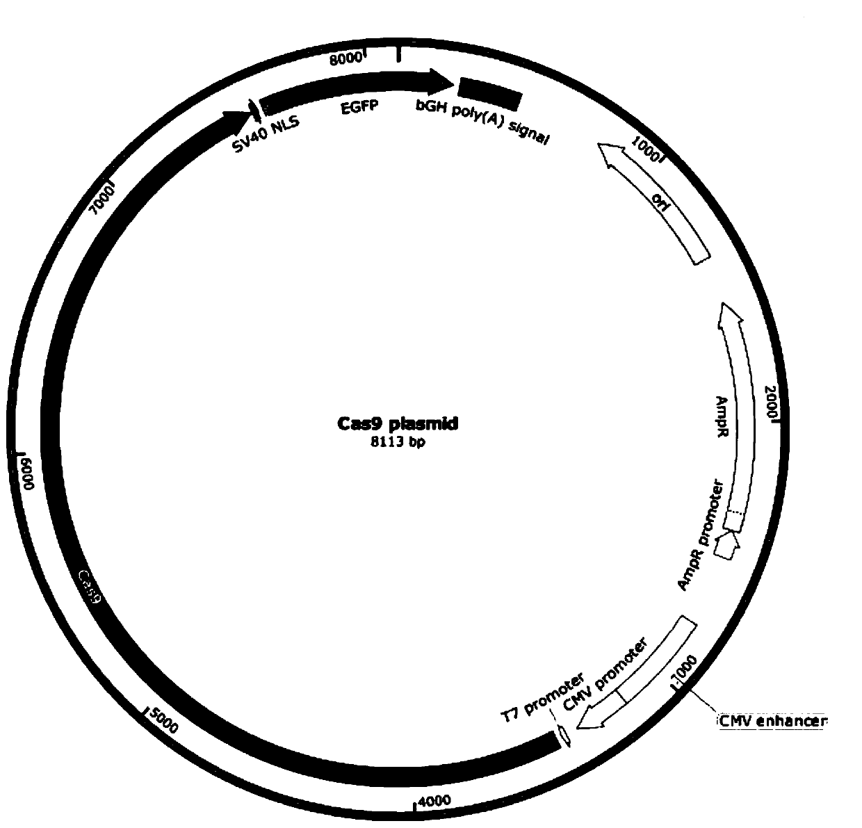 SgRNA, expression vector and kit used for targeted knockout of human NKG2A/KLRC1 gene and application of sgRNA used for targeted knockout of human NKG2A/KLRC1 gene