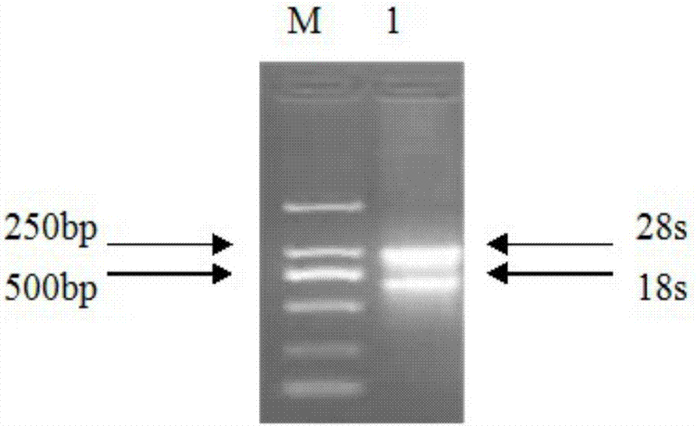 Cytochrome P450 gene StCYP84A from eggplant, and acquisition method and application thereof