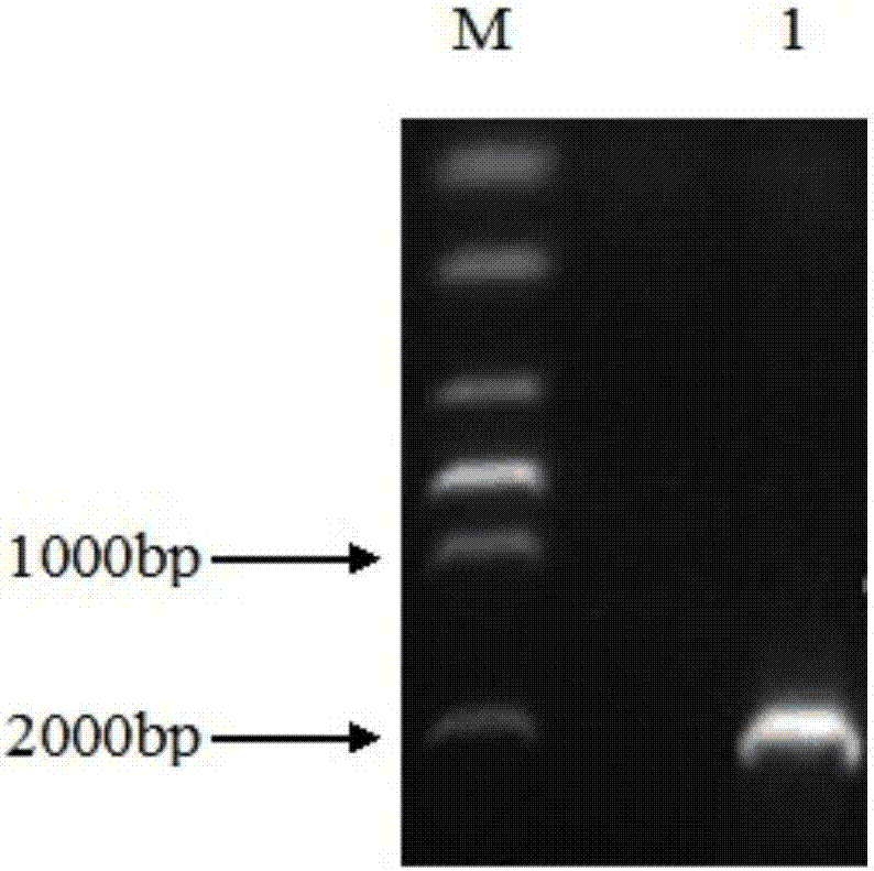 Cytochrome P450 gene StCYP84A from eggplant, and acquisition method and application thereof