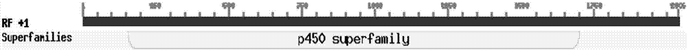 Cytochrome P450 gene StCYP84A from eggplant, and acquisition method and application thereof