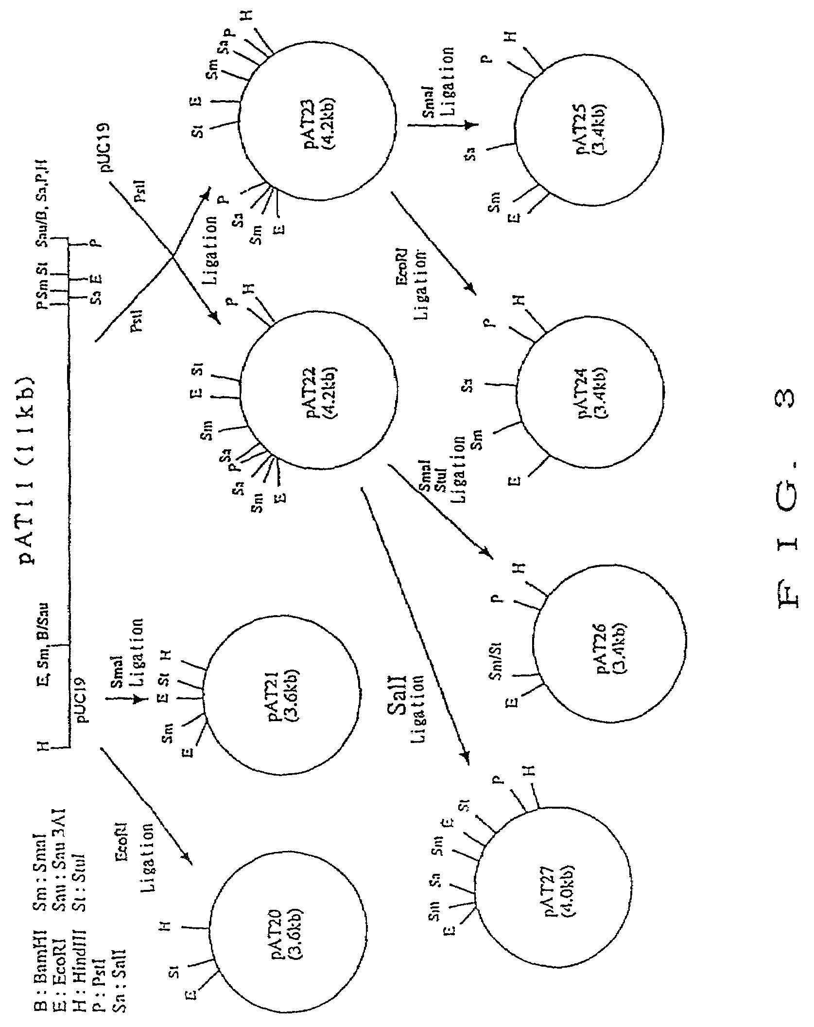 Producing optically active amino compounds