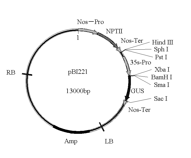 Defensin mNP-1 and applications thereof in preparing anti-influenza virus drugs