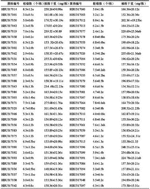 A high-efficiency nitrogen-fixing Rhizobium meliloti strain and its molecular marker screening method