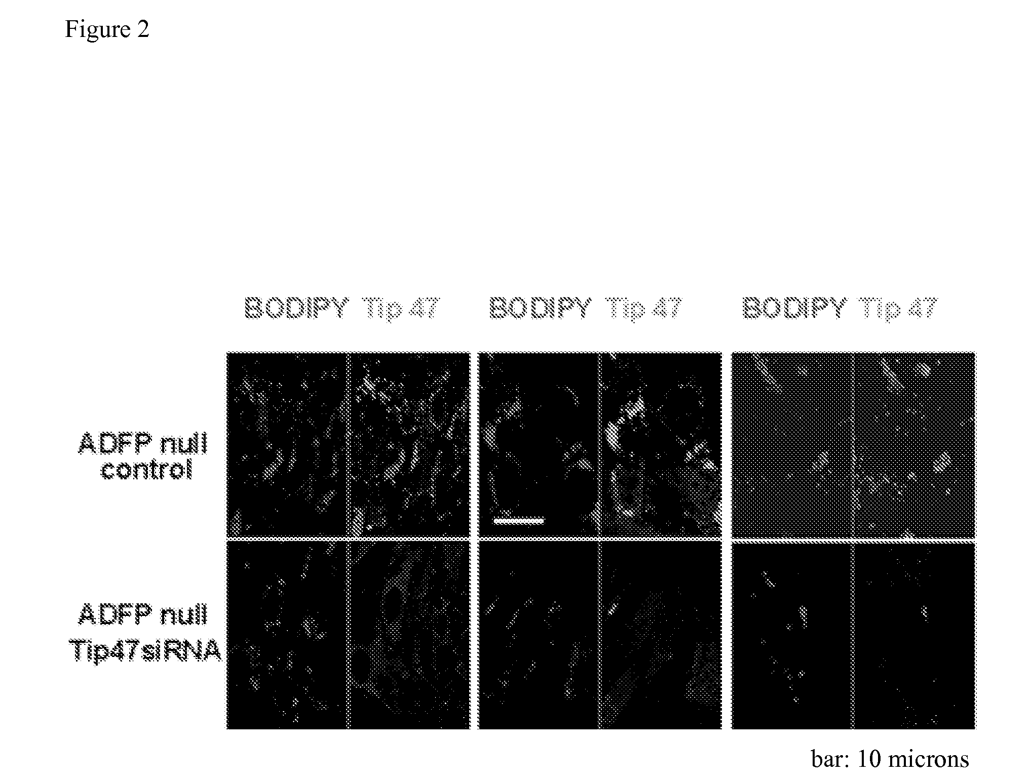 Method of measuring lipid droplets and applications of using the same