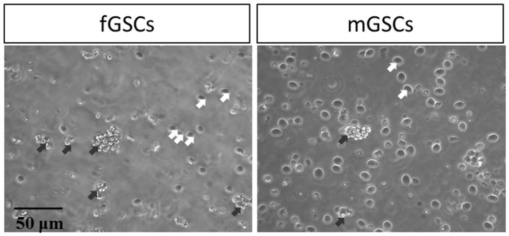 Separation method and culture medium for ricefield eel germline stem cells