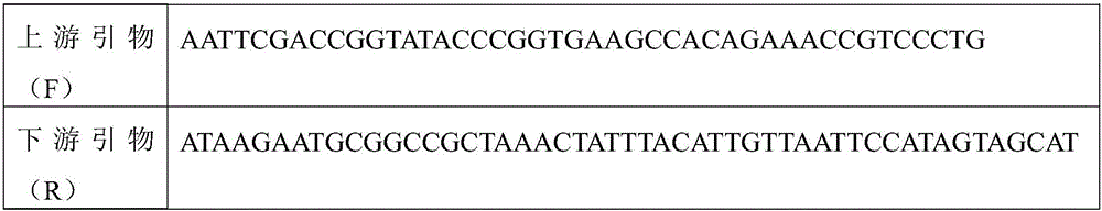 Method for realizing RNA (ribonucleic acid) overexpression by ovarian orthotopic injection and application of method