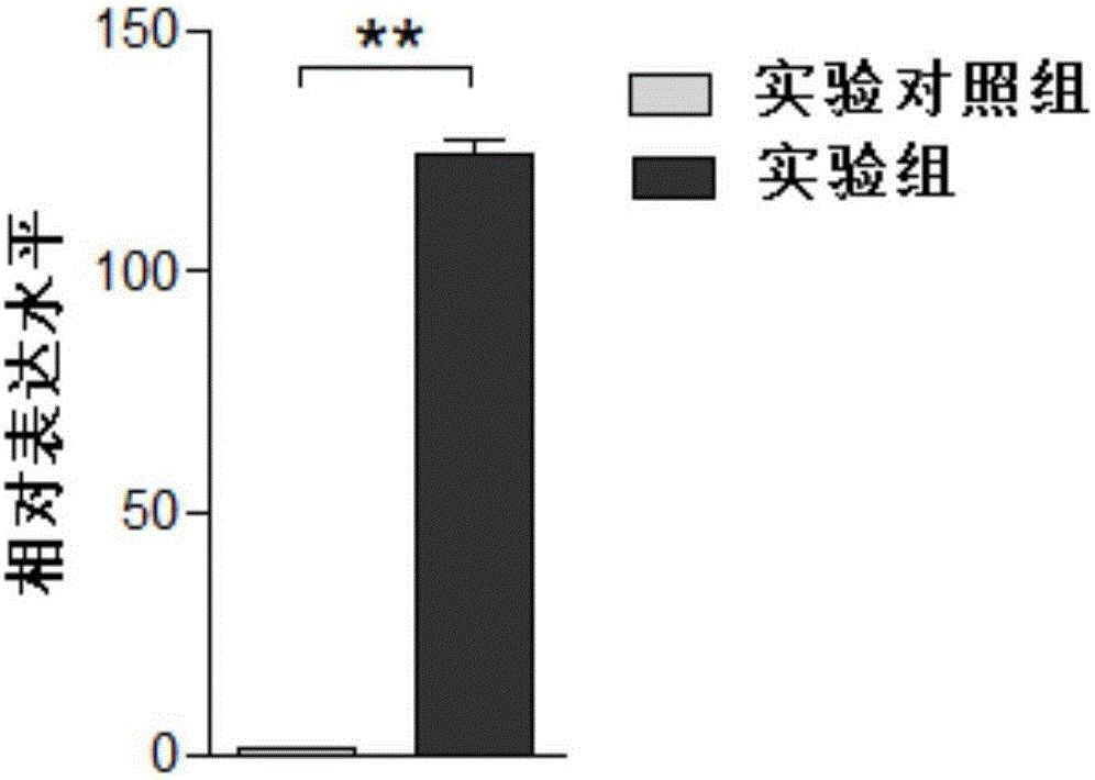 Method for realizing RNA (ribonucleic acid) overexpression by ovarian orthotopic injection and application of method