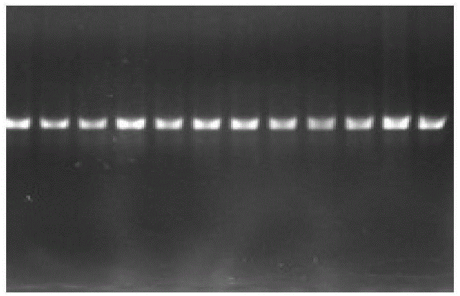 Method for measuring pig gene polymorphism and relevance between pig gene polymorphism and sow reproduction traits