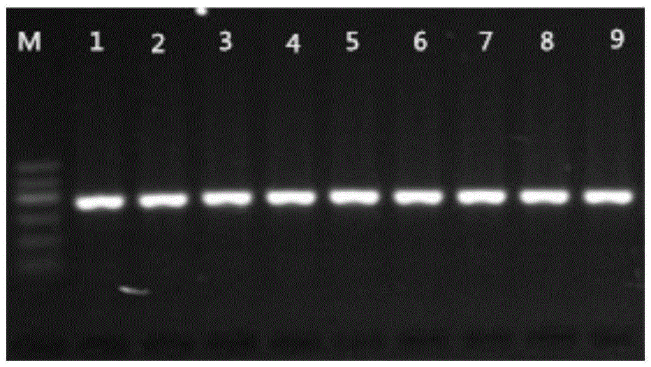 Method for measuring pig gene polymorphism and relevance between pig gene polymorphism and sow reproduction traits