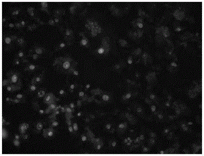 A small molecule modified targeted paclitaxel prodrug and its preparation method and application