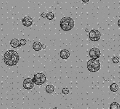 Preparation method of dual bacteriostatic cinnamyl aldehyde microcapsule